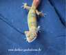 Leopardgeckos